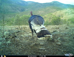 Meleagris gallopavo mexicana