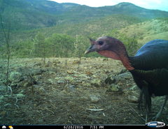 Meleagris gallopavo mexicana
