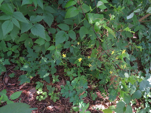 Miškinė zuiksalotė