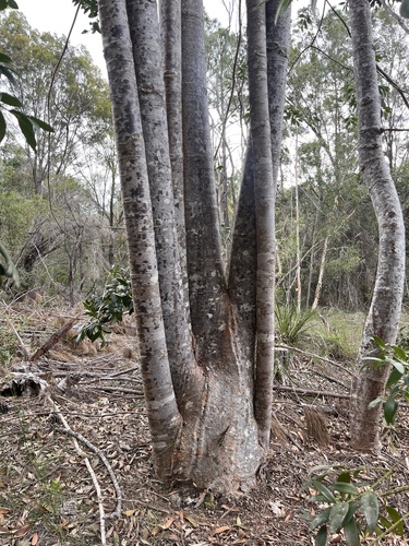 Image of Agathis robusta by no rights reserved