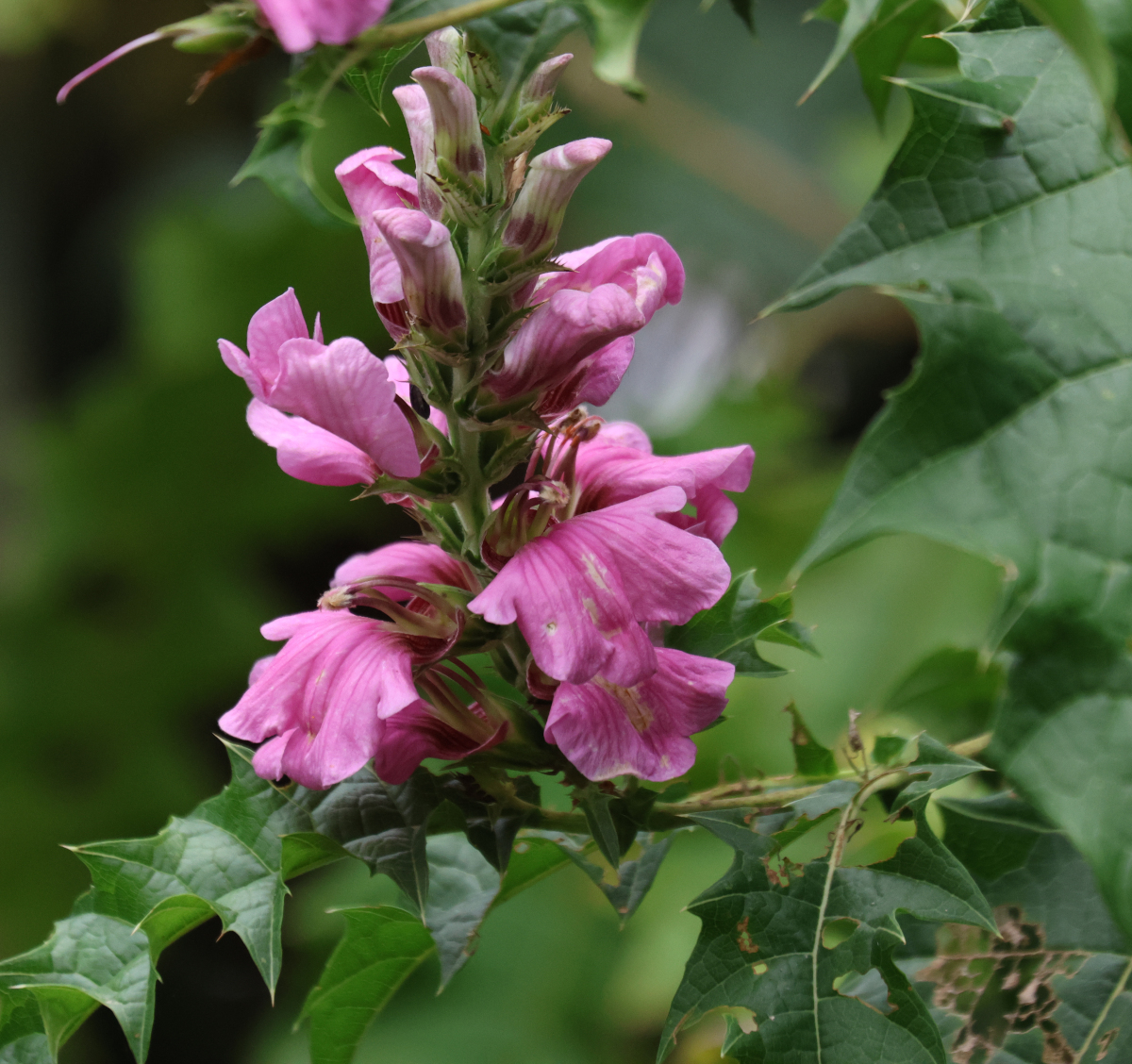 Acanthus polystachyus