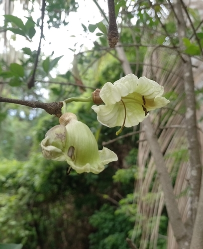 cuachilote (Parmentiera aculeata)