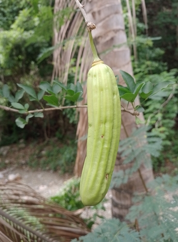 Cuajilote (Parmentiera aculeata)