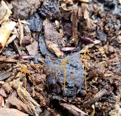 Trigonurus