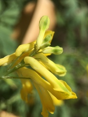 Pseudofumaria lutea