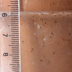 Arthropoda