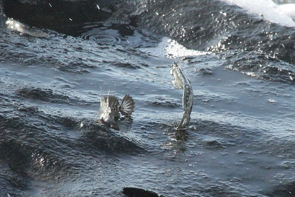 Alticus anjouanae