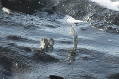 Filament Blenny photo 3