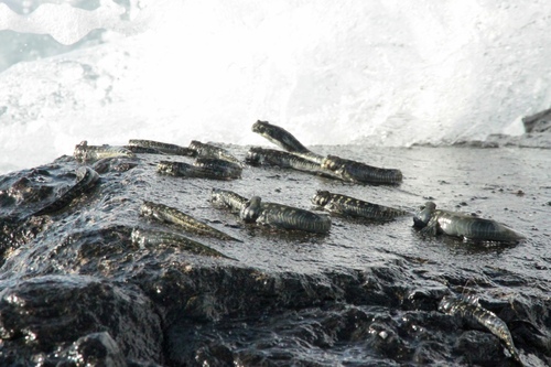 Alticus monochrus