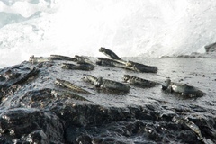 Filament Blenny photo 4