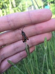 Pyropteron chrysidiforme