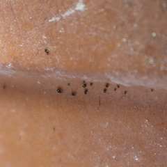 Arthropoda