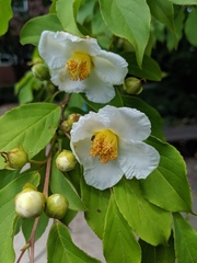 Stewartia
