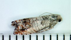 Eucosma ornatula