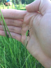 Pyropteron chrysidiforme