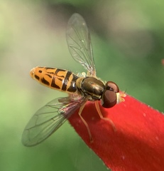 Toxomerus marginatus