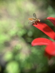 Toxomerus marginatus