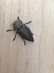 Capnodis tenebricosa