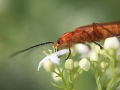 Rhagonycha fulva
