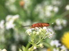 Rhagonycha fulva