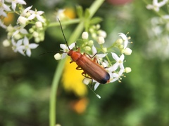 Rhagonycha fulva