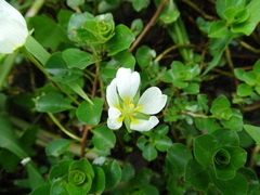 Ludwigia helminthorrhiza, photograph (c) Alexis López Hernández, some rights reserved (CC BY)