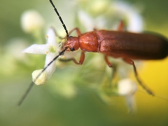 Rhagonycha fulva