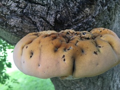 Basidiomycota