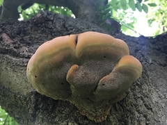 Basidiomycota