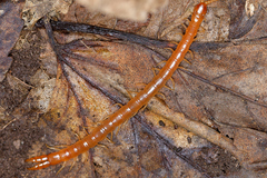 Theatops erythrocephalus