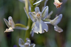 Anacamptis boryi