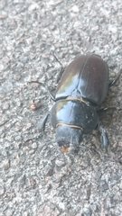 Lucanus cervus