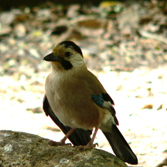Garrulus glandarius atricapillus