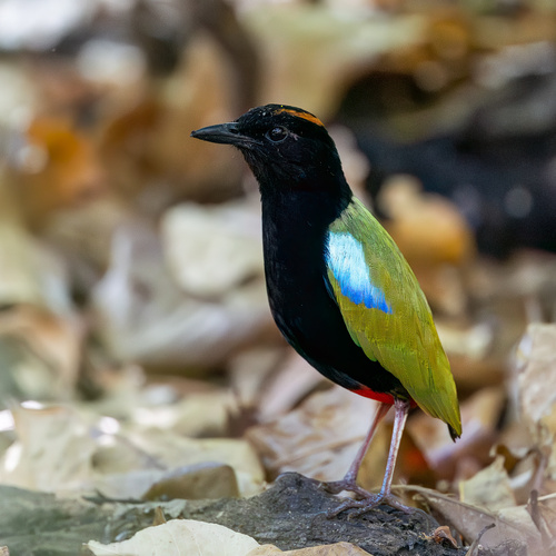 Pitta iris Gould, 1842