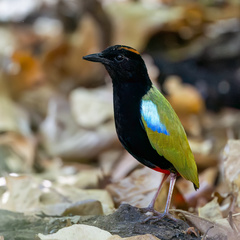 Rainbow Pitta photo 1