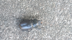 Lucanus cervus