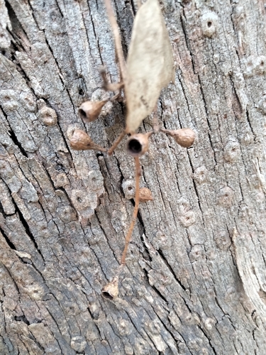 Image of Eucalyptus polyanthemos by (c) plantlookymagee, some rights reserved (CC BY)