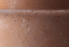 Arthropoda