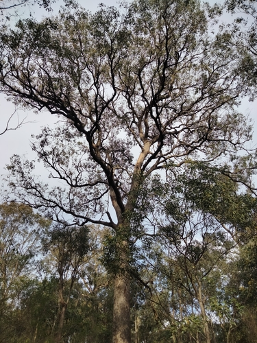 Image of Eucalyptus polyanthemos by (c) plantlookymagee, some rights reserved (CC BY)