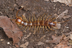 Lithobius variegatus