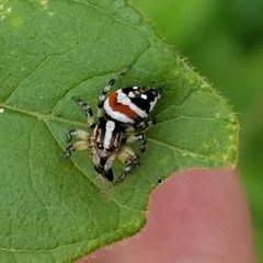 Nycerella delecta