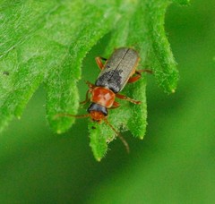 Cantharis lateralis