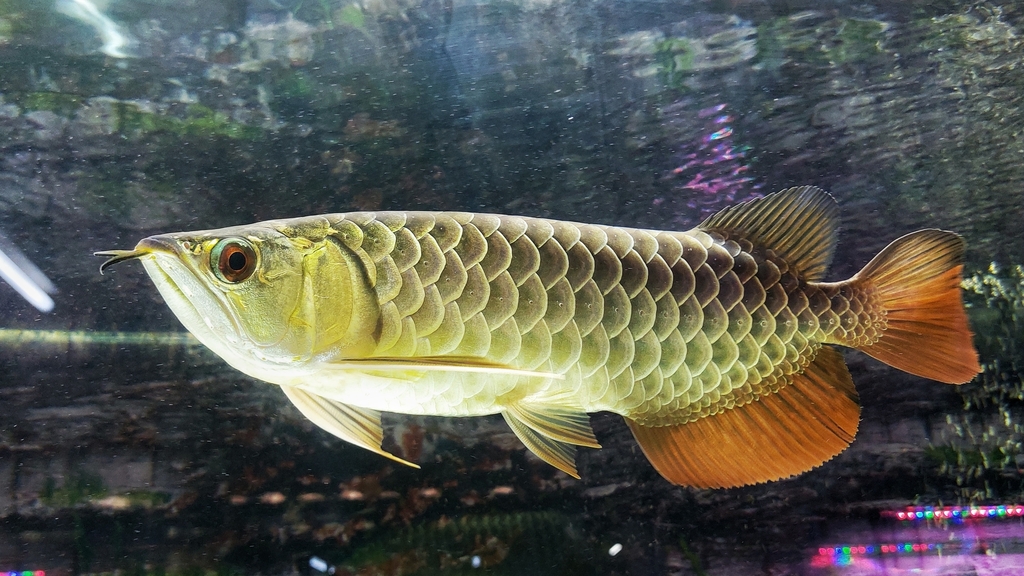 Asian Bonytongue