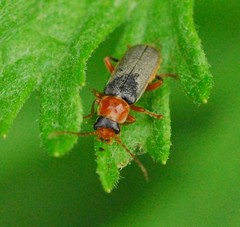 Cantharis lateralis