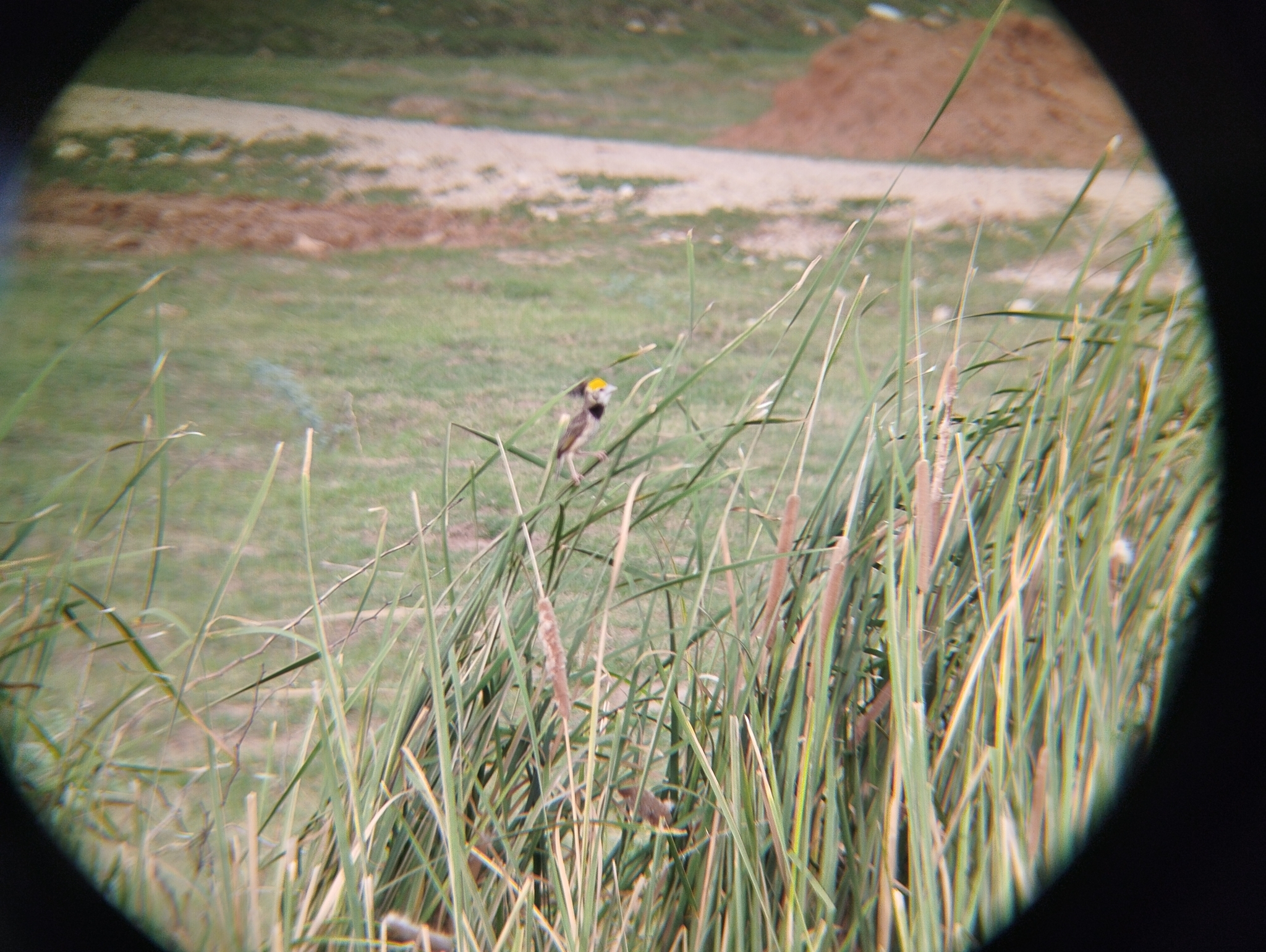 Black-breasted Weaver