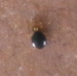 Arthropoda