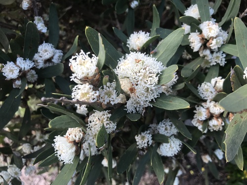 Image of Hakea oleifolia by (c) Ann Bentley, some rights reserved (CC BY)