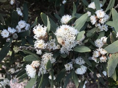 Olive Hakea (Hakea oleifolia)