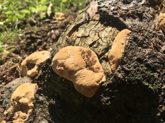 Basidiomycota