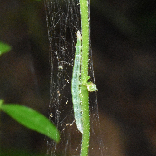 Anania mysippusalis photographed on goldenrod